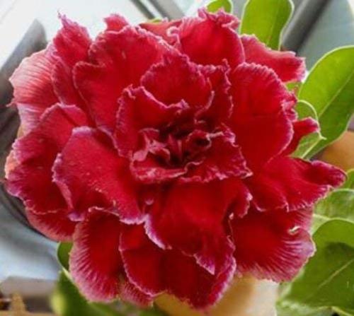 100PCS Adenium Obesum Seeds Desert Roses Fresh Red Big Double Flowers