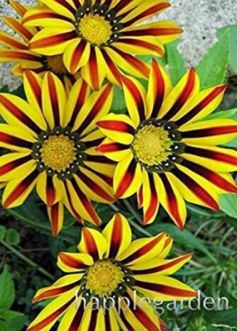 100PCS Gerbera Daisy Seeds Hybrids - Yellow Black Red Stripes Flowers
