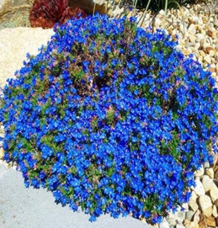 100PCS Aubrieta cultorum Rock Cress Seeds - Dark Blue Flowers