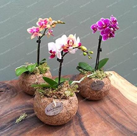 100PCS Mini Orchid Seeds - Mixed 3 Colors Flowers