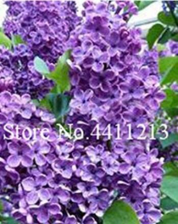 100PCS Japanese Lilac Flowers Seeds -Purple Colors