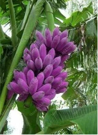 100PCS Dwarf Banana Seeds - Purple Skin