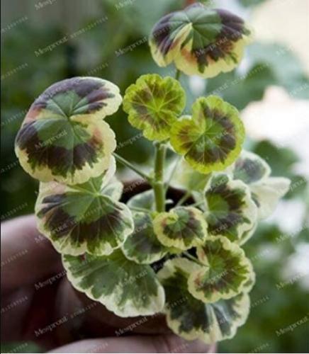 100PCS Rare Geranium Seeds - Colroful Leaves