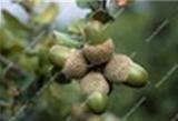10PCS Oak Tree Seeds Bonsia Shrub