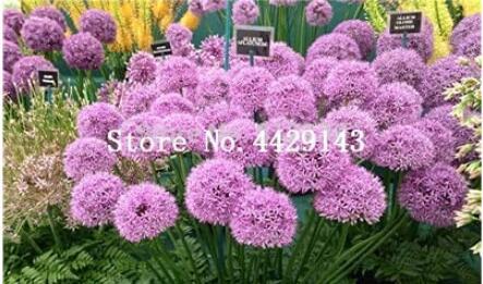 100PCS Giant Allium Plant Seeds - Light Purple Color