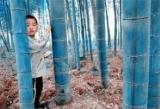 100PCS Blue Bamboo Seeds