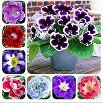 100PCS Gloxinia Seeds - Mixed Purple Red Black Pink ect 8 Colors