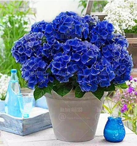 50PCS Hydrangea Seeds - Dark Blue Ball Type Flowers