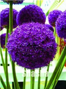 100PCS Giant Allium Giganteum Seeds - Purple Color Big Ball Blooms