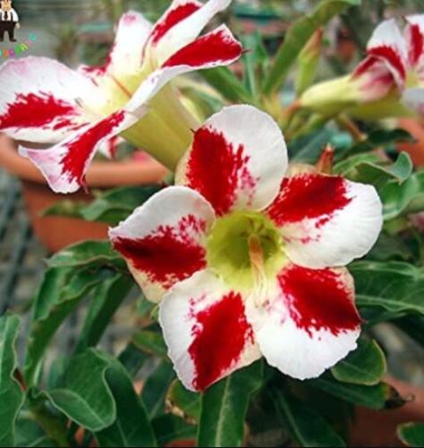 1PC Desert Rose Seed - White & Red Bi-Color Single Petals