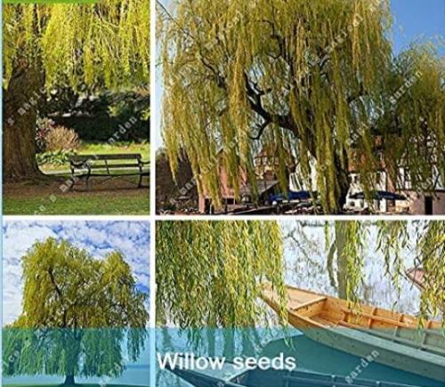 50PCS Giant Willow Tree Seeds