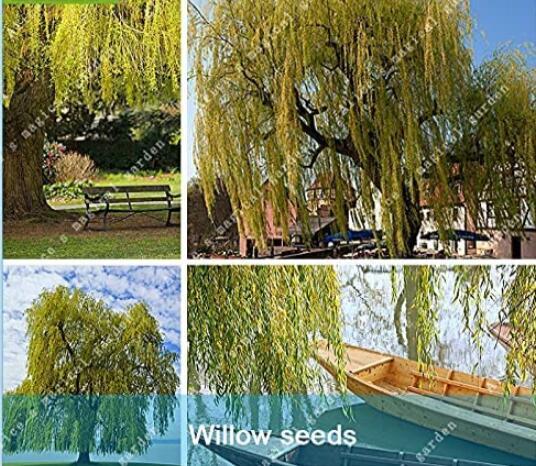 50PCS Giant Willow Tree Seeds