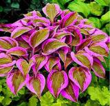 200PCS Japanese Hosta Seeds Perennials - 6 Colors Available
