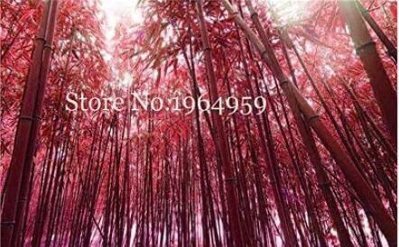 30PCS Giant Bamboo Seeds - Coffee Color