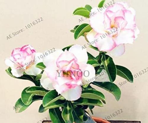 4PCS Adenium Obesum Seeds Desert Rose - 2 Colors Available