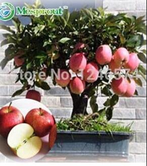 100PCS Red Apple Tree Seeds - Bonsai Series