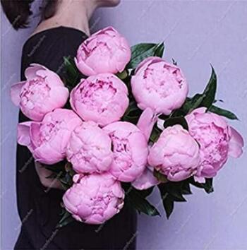 10PCS Chinese Peony Tree Seeds - Light Pink Double Flowers Ball Type