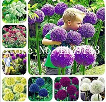 100PCS Giant Allium Seeds - Mixed White Purple Yellow Blue Dark Red etc Colors
