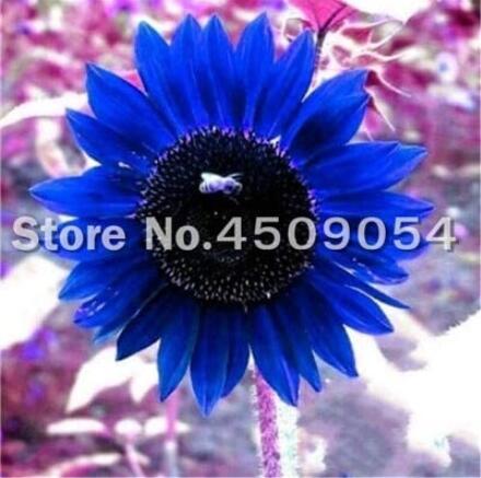 50PCS Dwarf Sunflower Seeds - Blue Flowers