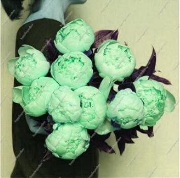 10PCS Chinese Peony Tree Seeds - Light Green Ball Type Flowers