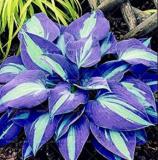 200PCS Japanese Hosta Seeds Perennials - 6 Colors Available