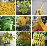 100PCS Dwarf Banana Tree Seeds - Hybrid Fruits