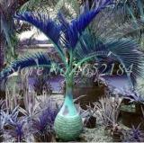 20PCS Bottle Palm Seeds - Blue Color