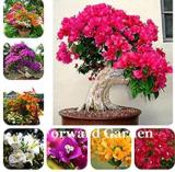 100PCS Thailand Bougainvillea Seed - Mixed Purple Red White Orange ect Colors