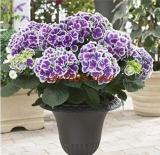 10PCS Hydrangea Seeds Perennial Flower - 2 Types Available