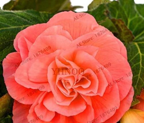 50PCS Camellia Flores Seeds - Bright Orange Color