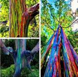 100PCS Rainbow Eucalyptus Seed Tropical Tree Seeds