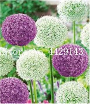 100PCS Giant Allium Plant Seeds - Mixed Light Purple and White Colors