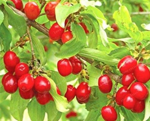 10PCS Cornelian Cherry Seeds Cornus Dogwood