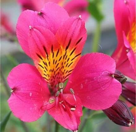 100PCS Peruvian Lily Alstroemeria Flower Seeds - Rose Pink Flowers with Yellow-Black Spots