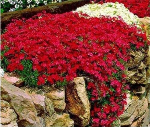 500PCS Creeping Thyme Seeds Rock CRESS - Dark Red Flowers