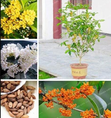 20PCS Osmanthus Fragrans Seeds Charming and Fragrant Sweet Olive Tree Mixed Colors