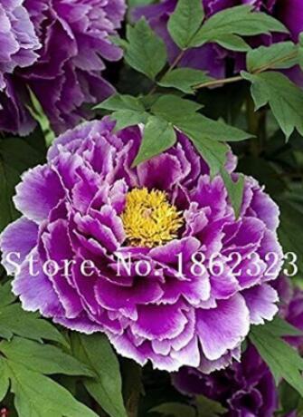 10PCS Chinese Rose Tree Seeds - Purple Big Blooms Flowers with White Edge