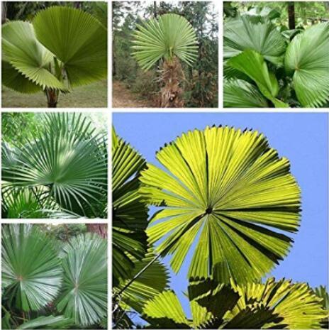 30PCS Palm Tropical Outdoor Evergreen Fan-Shaped Seeds