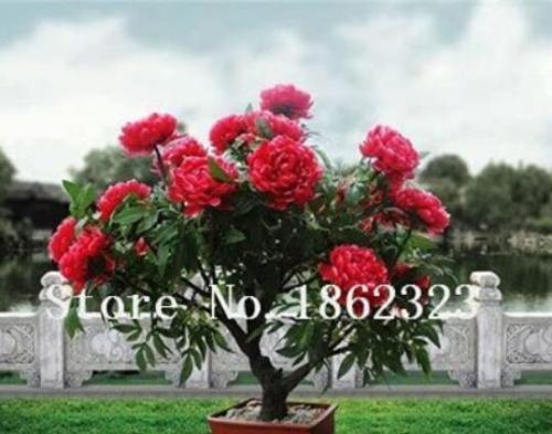 10PCS Chinese Rose Tree Bonsai Seeds - Dark Red Doubel Flowers