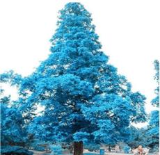 100PCS Blue Spruce Tree Seeds Picea Tree