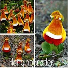 200PCS Calceolaria tomentosa Seeds Yellow Slipper Flower Lady's Purse