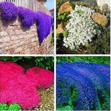 100PCS Creeping Thyme Seeds - Mixed Purple White Rose-Pink Blue Colors