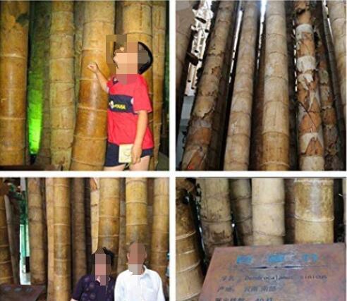 100PCS Huge Dragon Bamboo Giant Bambu Tree Seeds