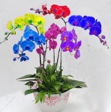 50PCS Rainbow Butterfly Orchid Seeds - Colorful Flowers