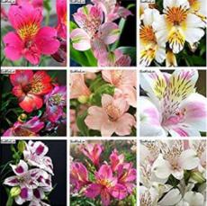 200PCS Alstroemeria Peruvian Lily Seeds - Mixed 9 Colors