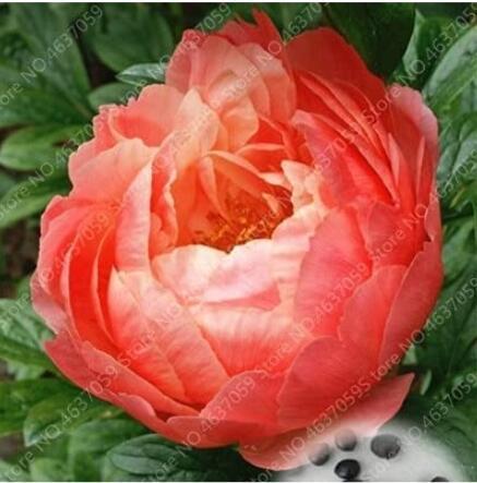 20PCS Perennial Peony Flowers Seeds - Rose Pink to Whitish Pink Double Ball Flowers