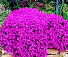100PCS Creeping Thyme Seeds Rock CRESS - Rose Purple Color
