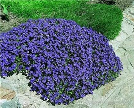 500PCS Creeping Thyme Seeds Rock CRESS - Purplish Blue Flowers