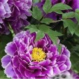 20PCS Perennial Peony Flowers Seeds - Purple Flowers with Light Purple to White Edge Flowers