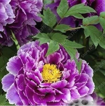 20PCS Perennial Peony Flowers Seeds - Purple Flowers with Light Purple to White Edge Flowers